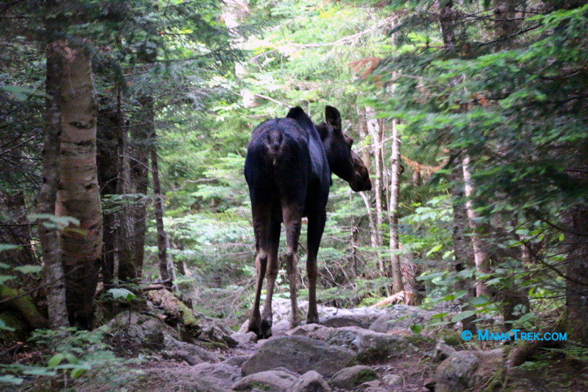 Mt. Hight, Carter Dome to Carter Notch Hut via Nineteen Mile Brook&nbsp;Trail