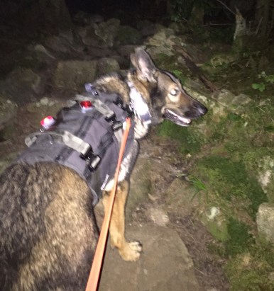 Abby leading the way at night