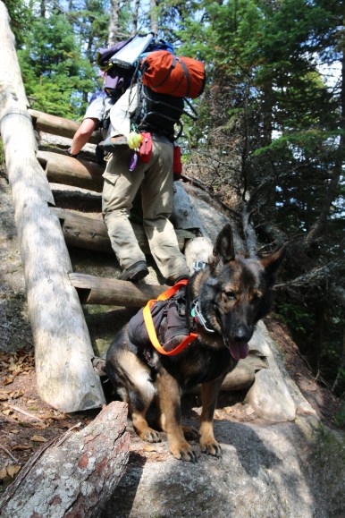 I will train Abby to at least look while spotting.